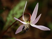 Omaggio alla primavera - FOTOGALLERY